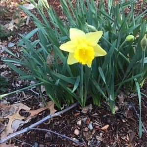 Meet your Posher, Pascale